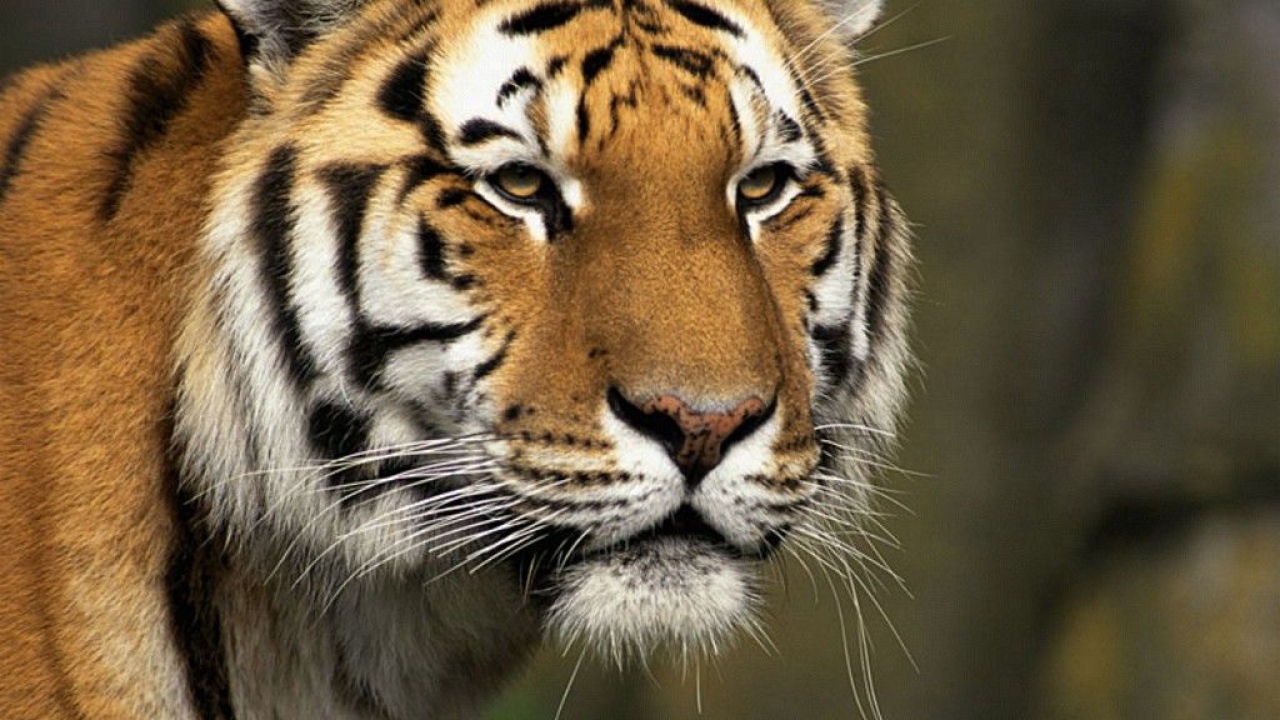 Хищник тигр