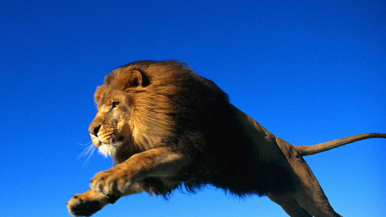 Лев в прыжке