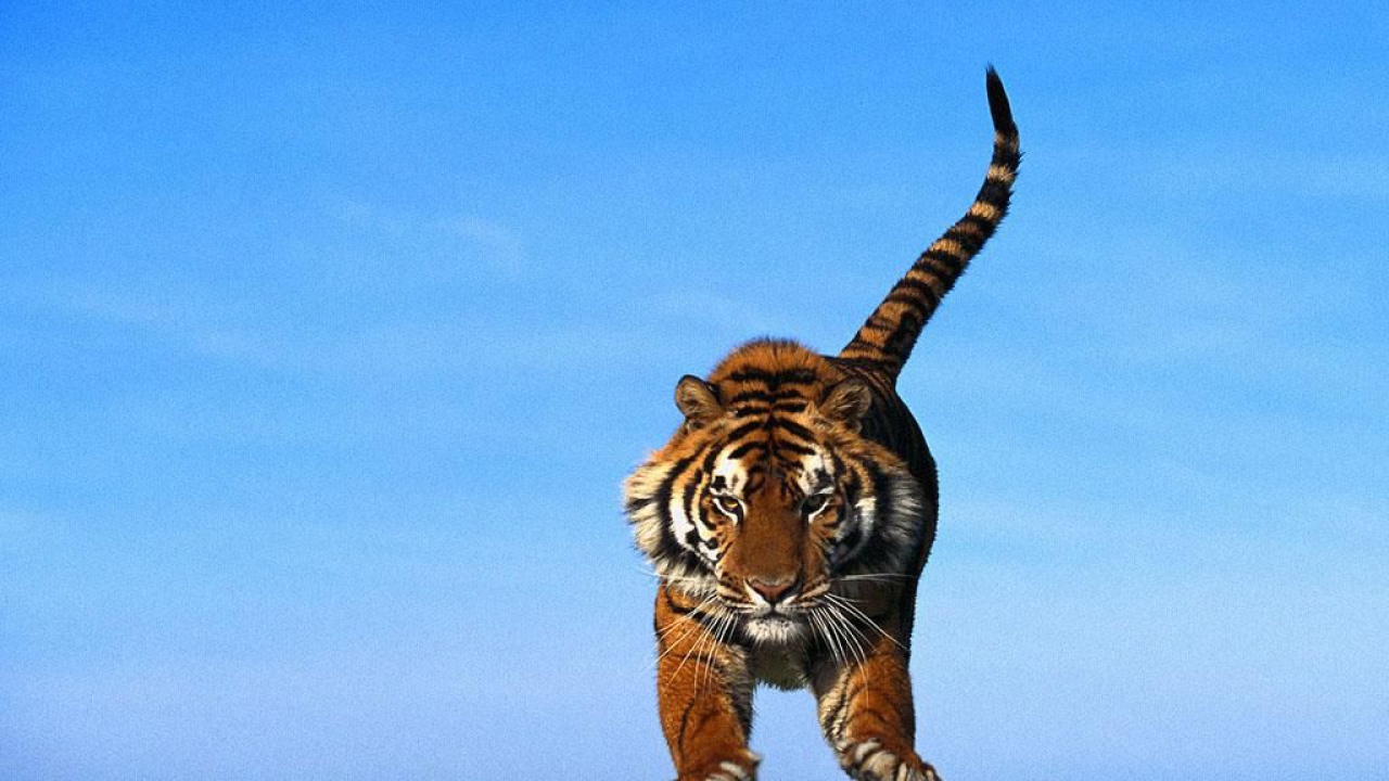 Тигр в прыжке