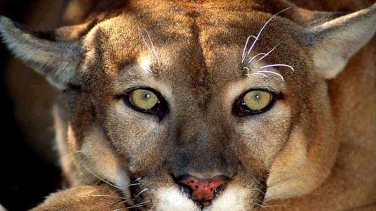 Львица хищник