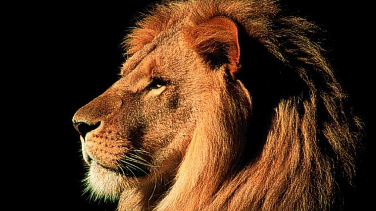 Король Лев