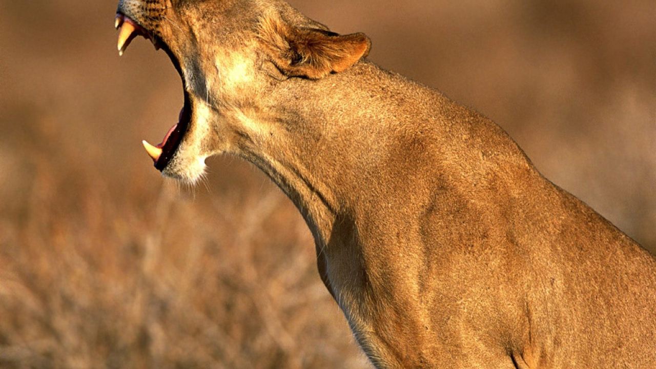 Пасть львицы