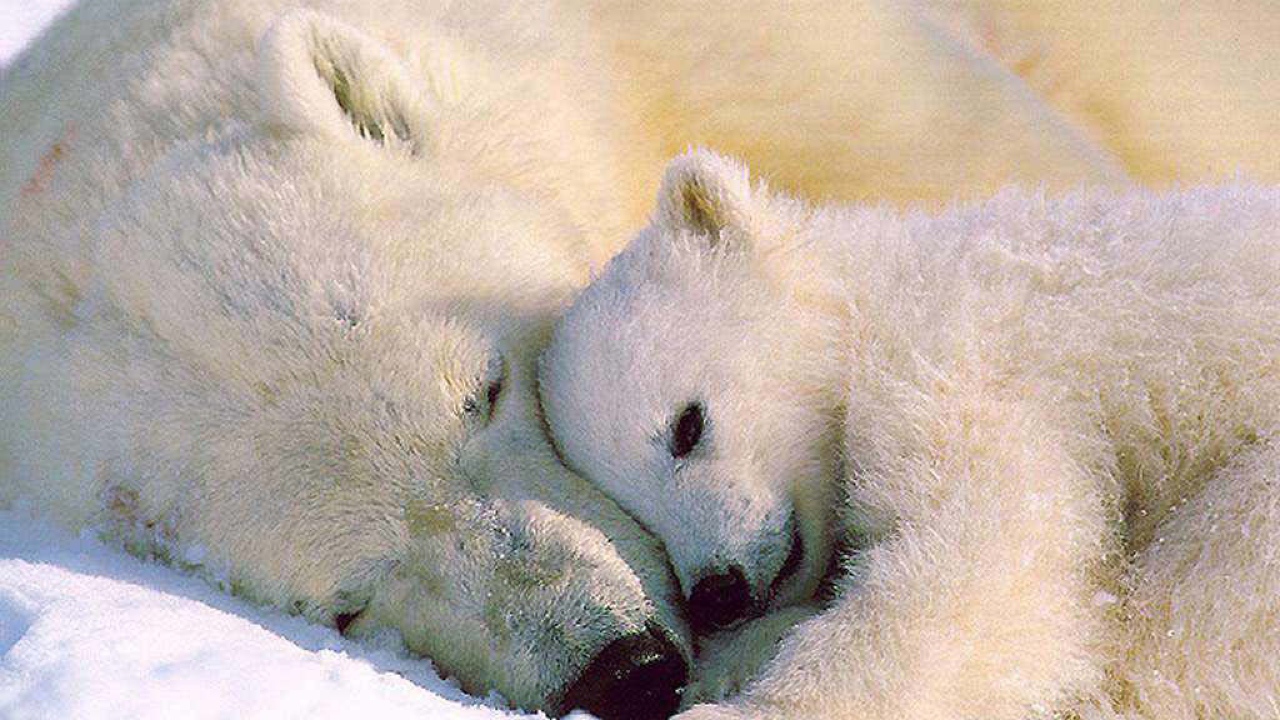 Белый медвежонок и мать