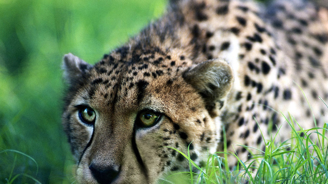 Быстрый гепард