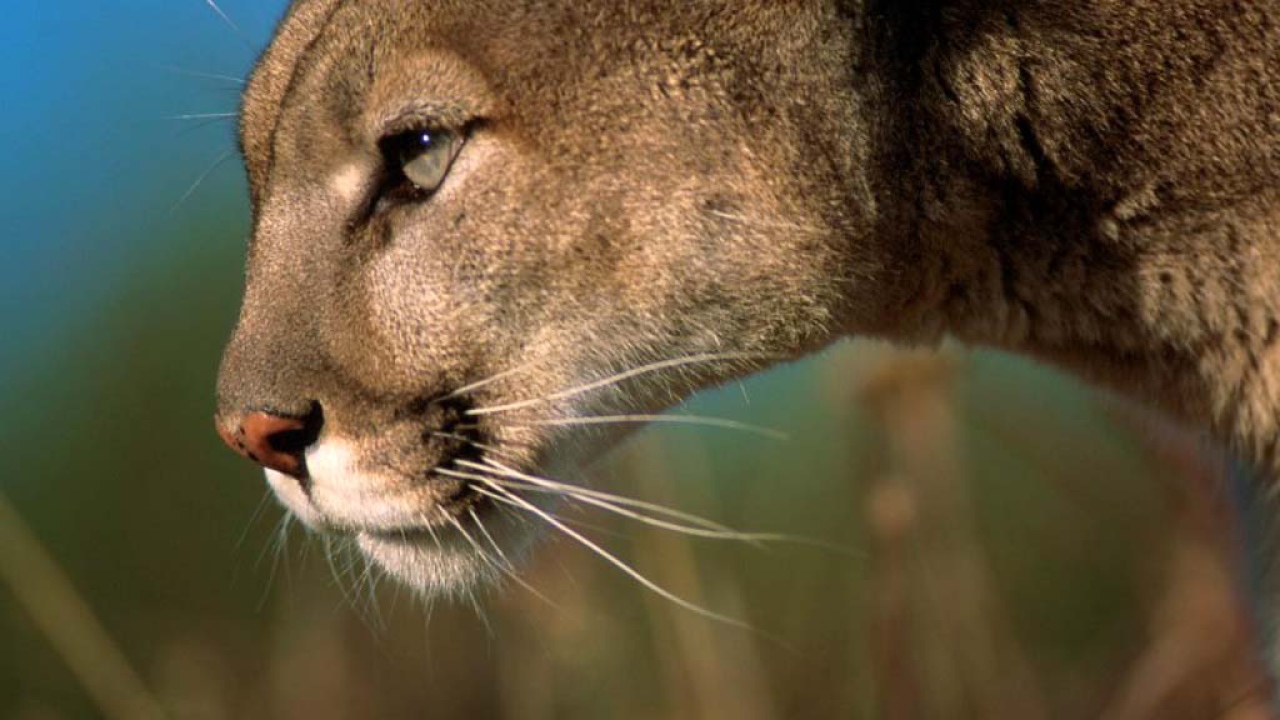 Львица на охоте