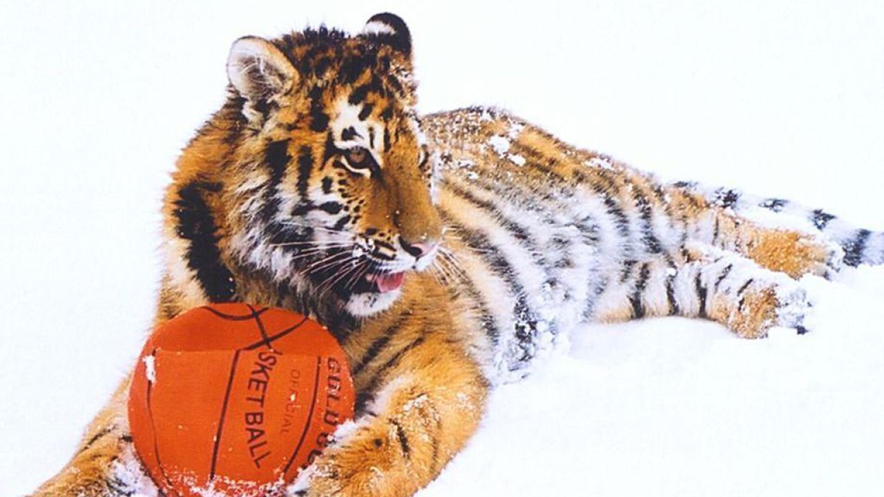 Тигр с мячом