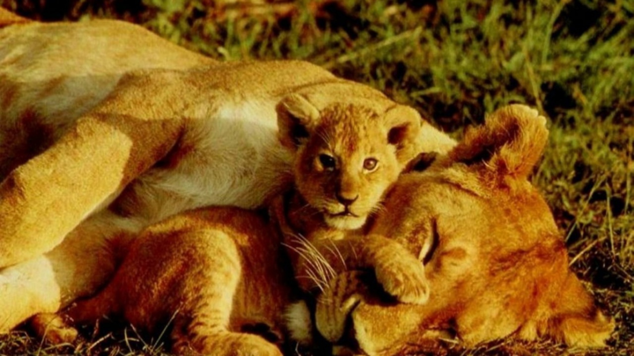 Тигрёнок и львица