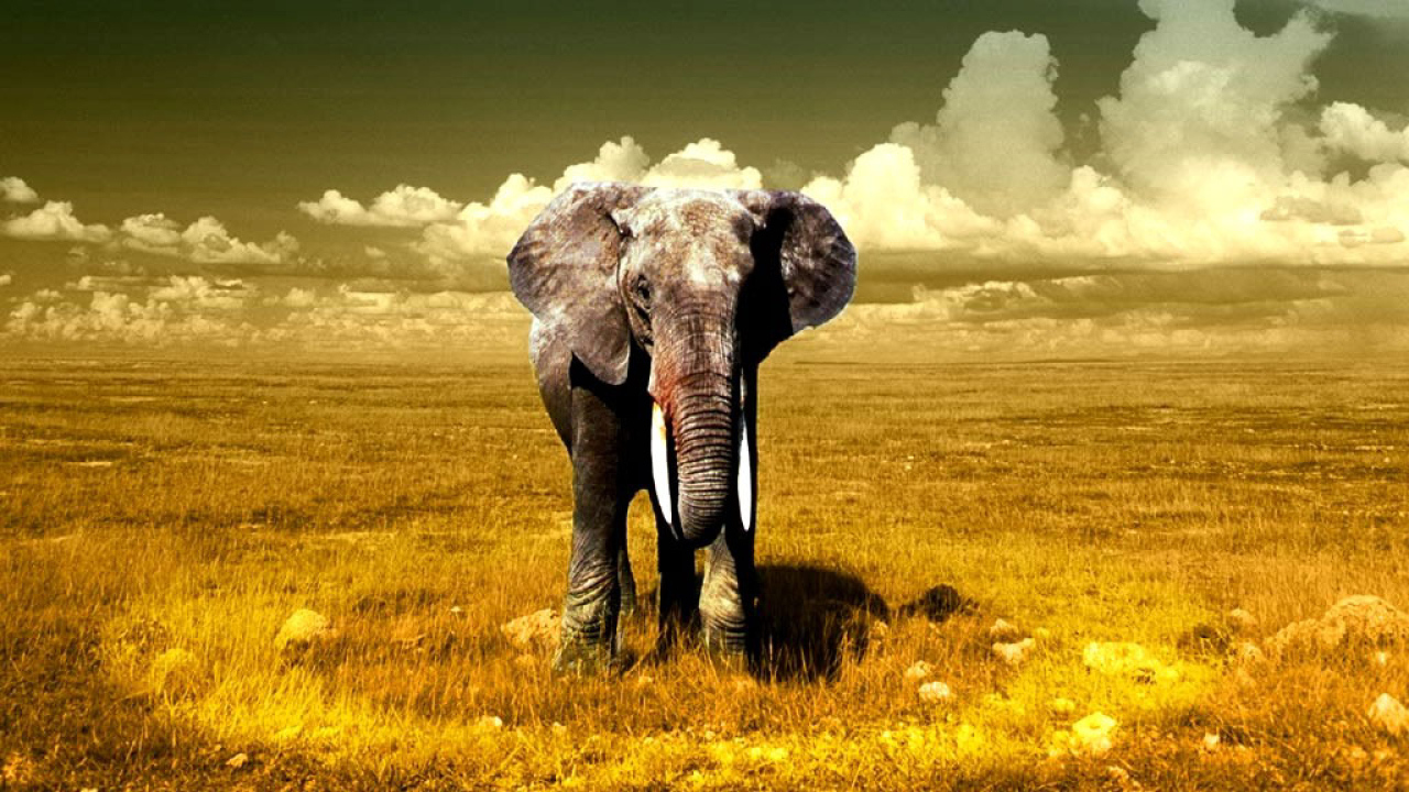 Гигантский слон