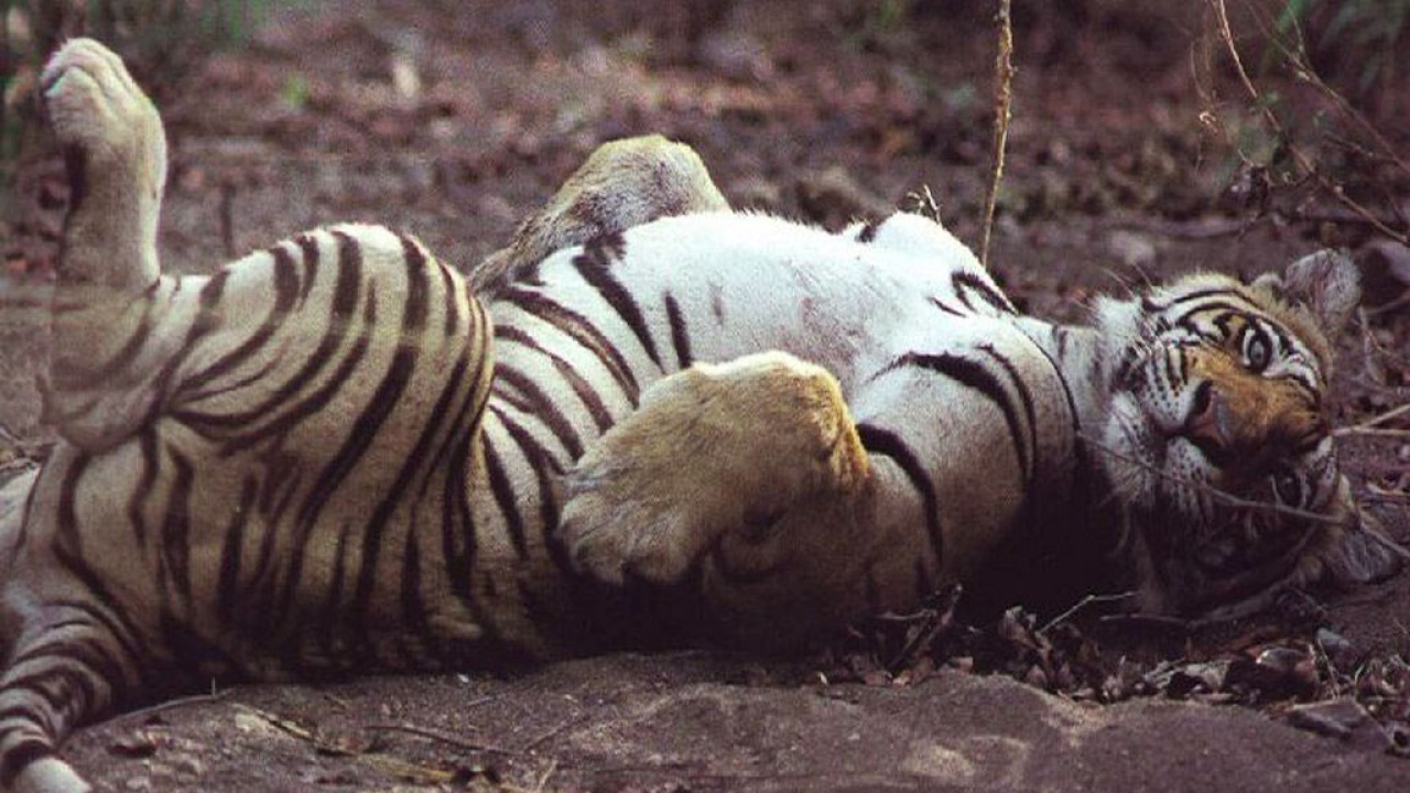 Ласковый тигр