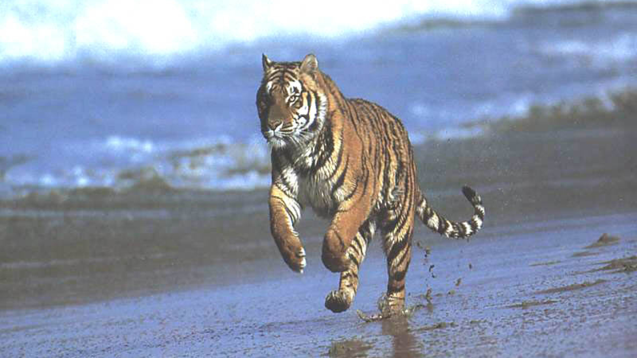 Тигр у моря