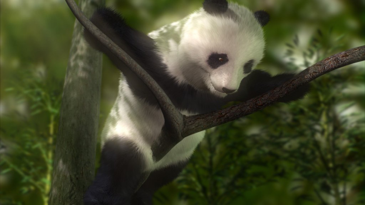 Панда на дереве