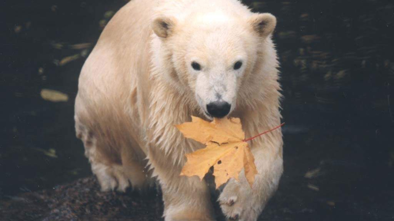 Медведь с кленовым листом