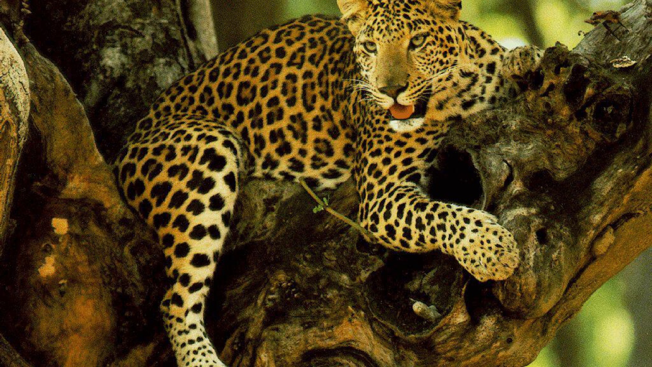 Гепард на дереве