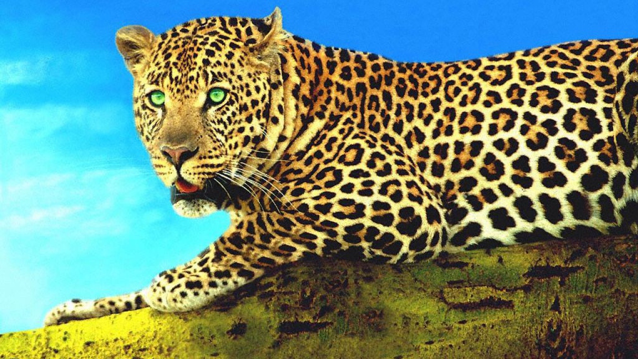 Гепард на суку