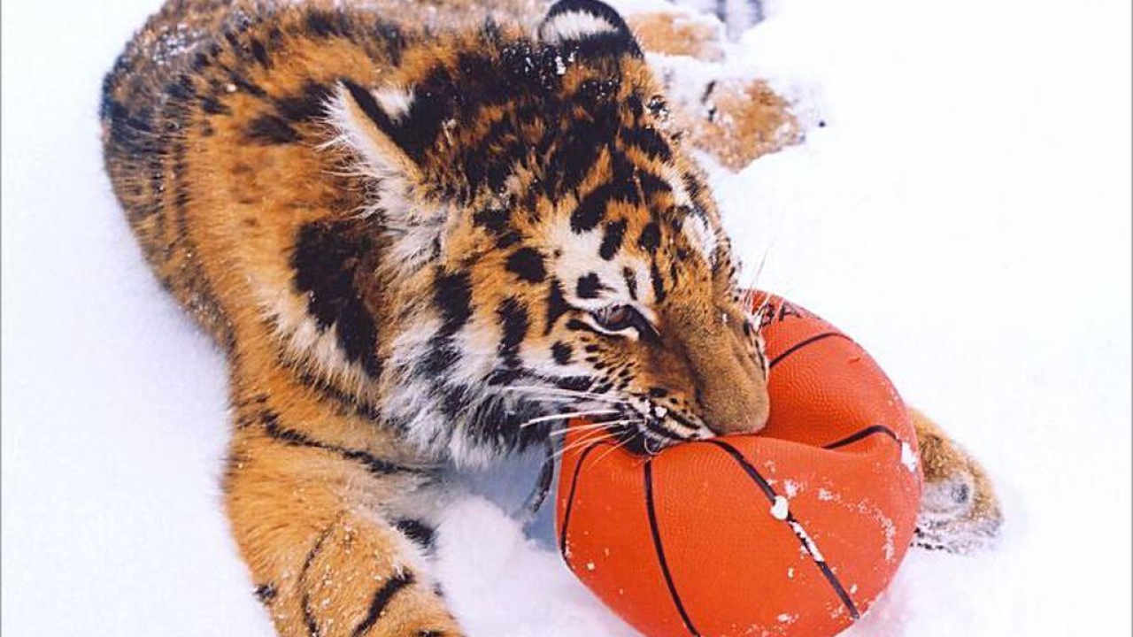 Тигр играет с мячом