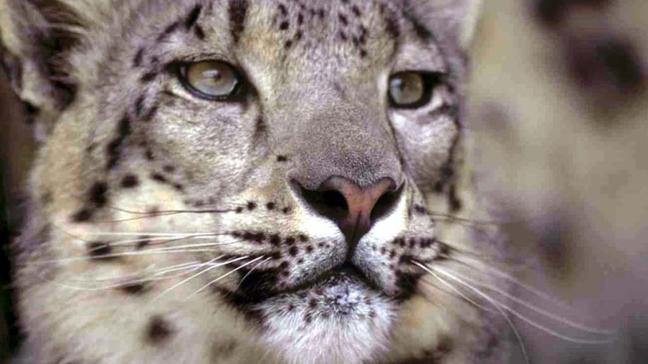 Самка гепарда