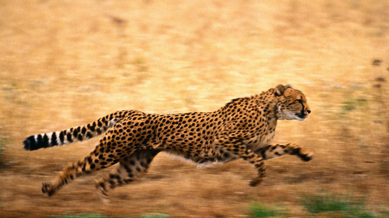 Быстрый гепард