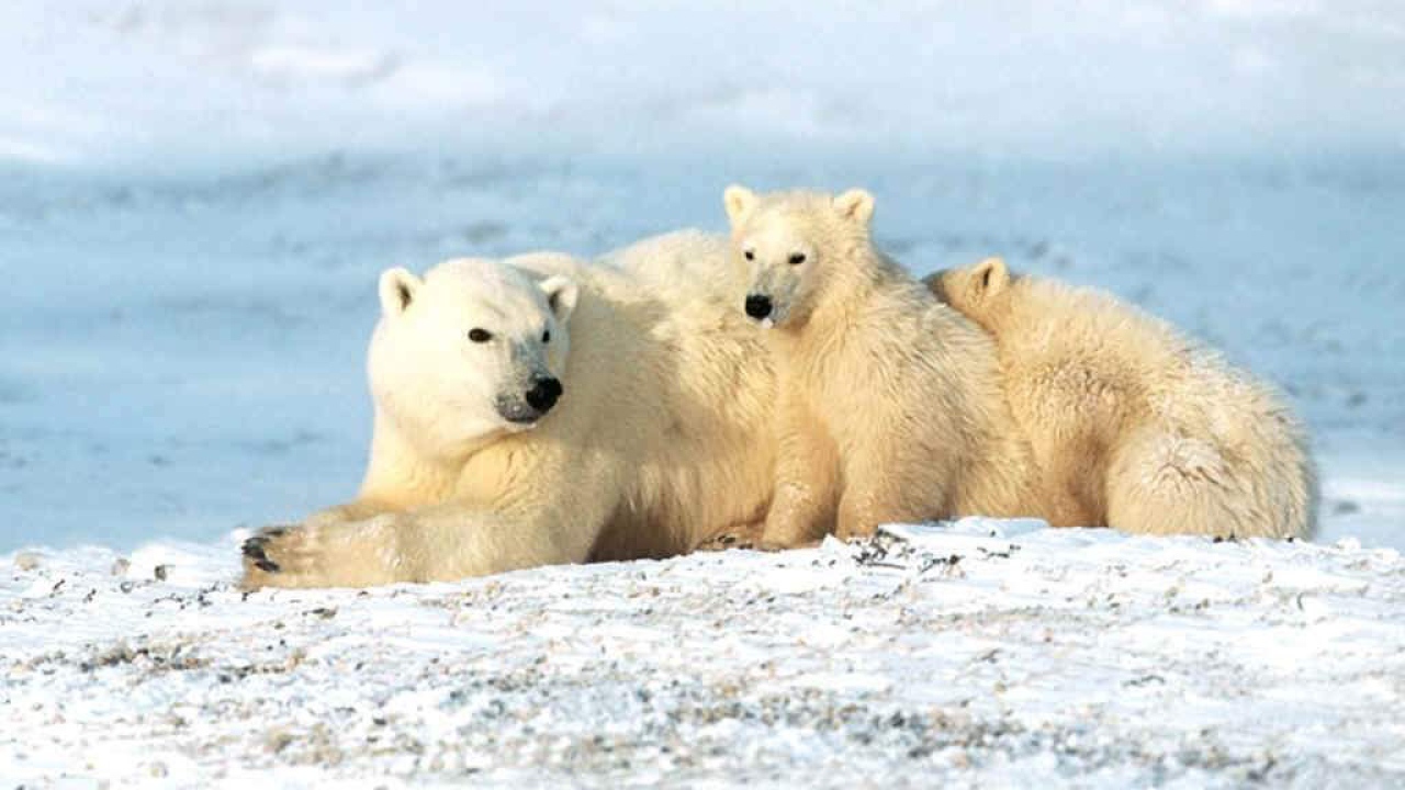 Белые звери