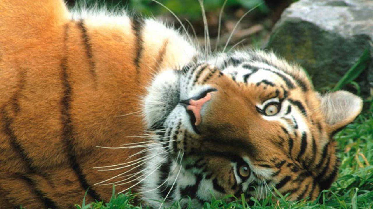 Пушистый тигр