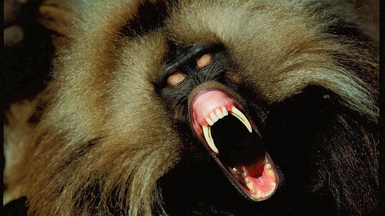 Черная обезьяна