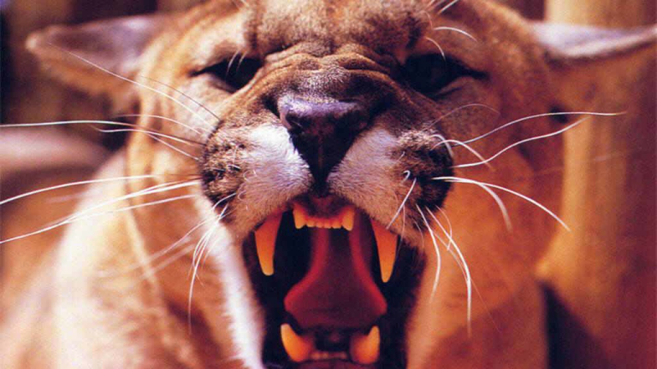 Львица рычит