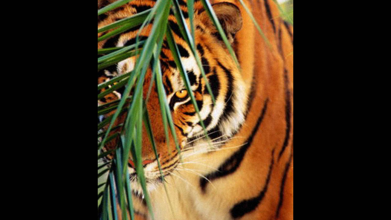 Тигр и кустик