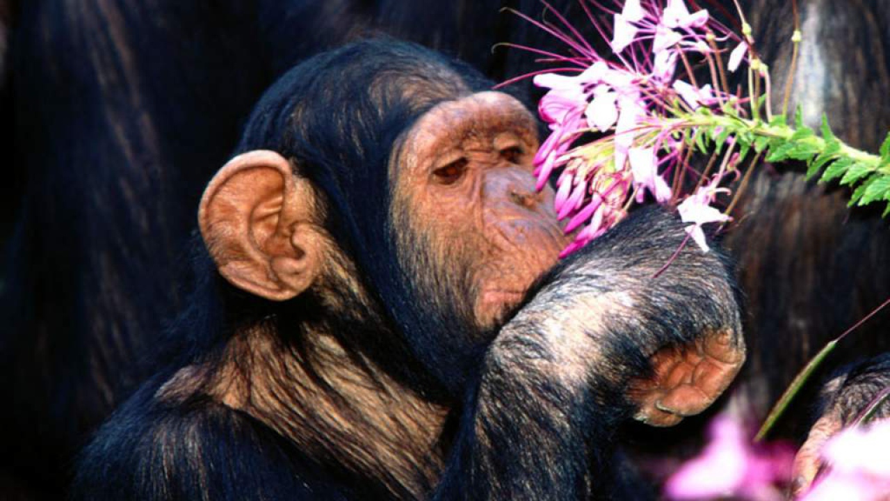 Шимпанзе нюхает цветы