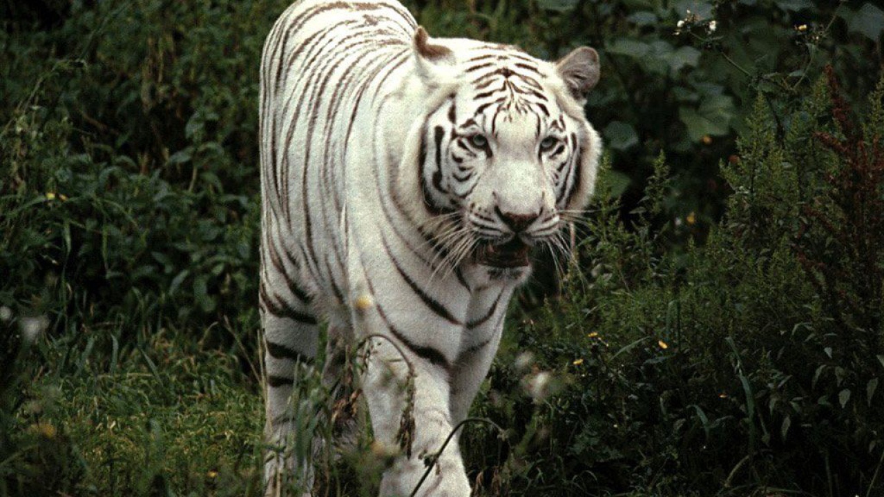 Тигр альбинос