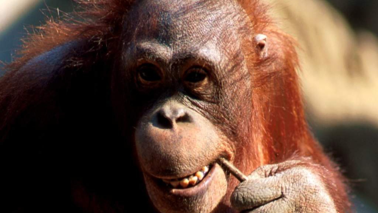 Шимпанзе обезьяна