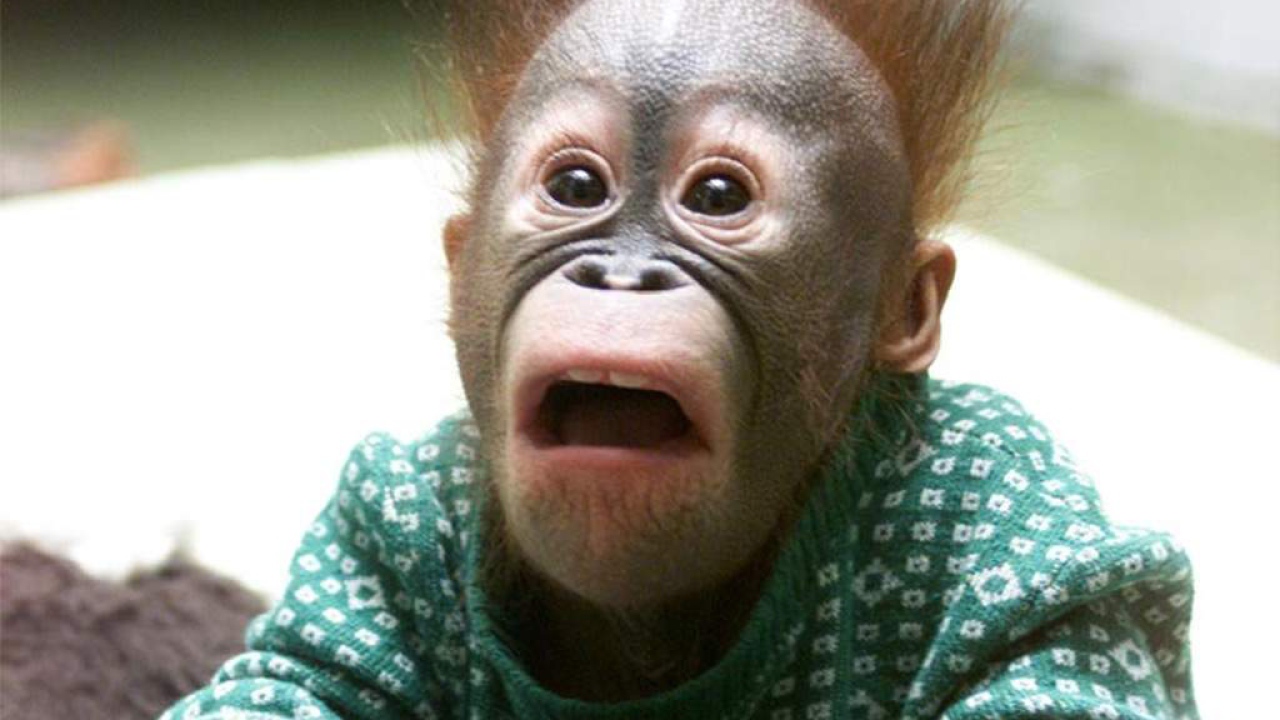 Маленькая шимпанзе