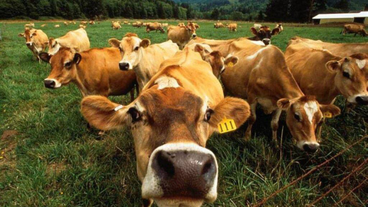 Коровы на поле