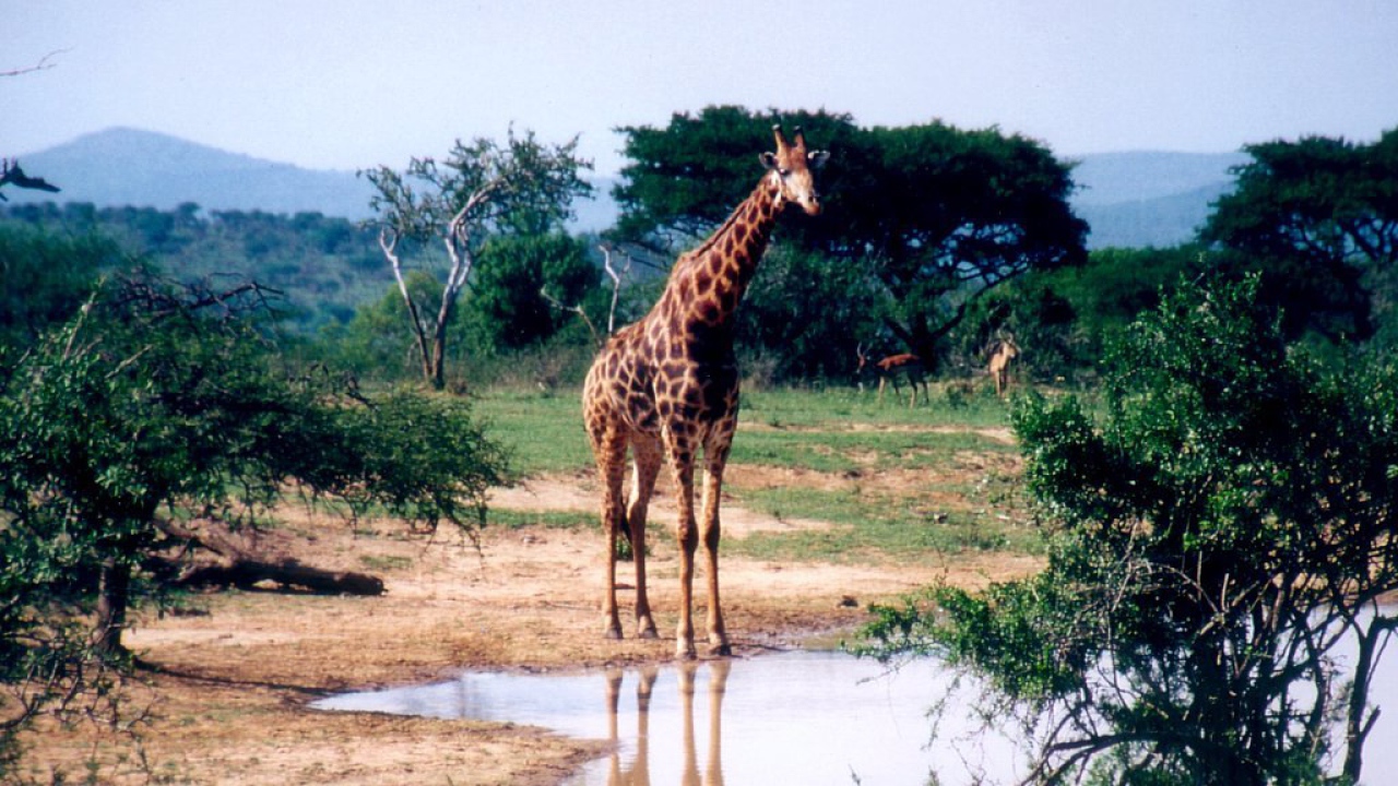 Африканский жираф