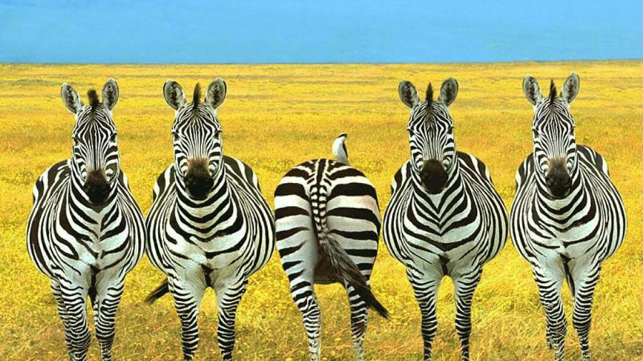 Зебры в степи