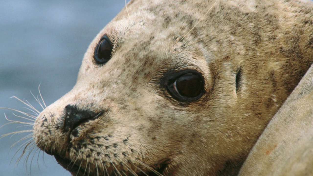 Морской котик