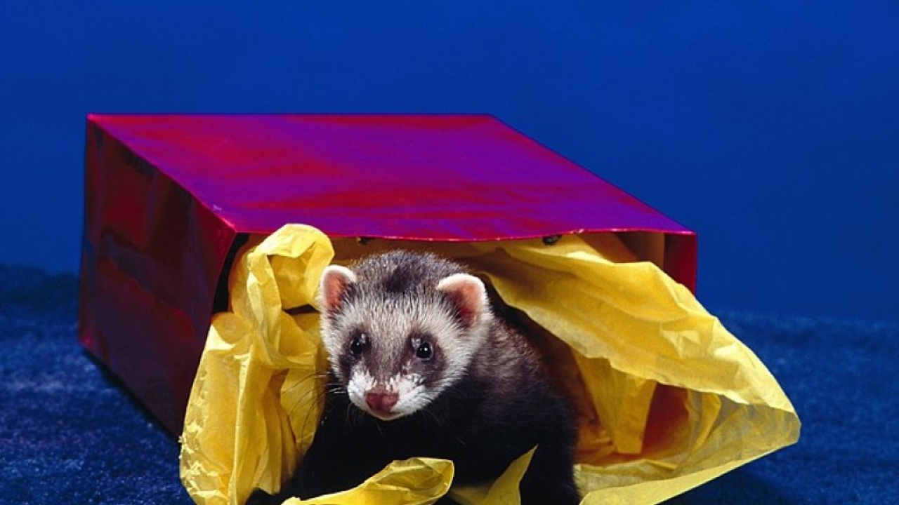 Зверёк в коробке