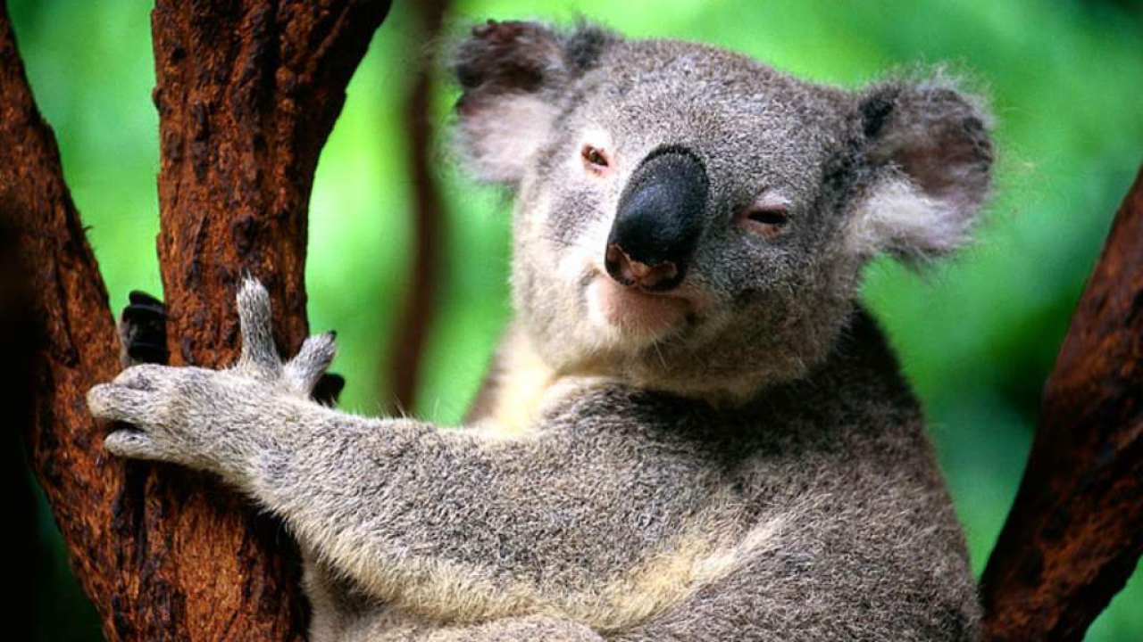 Коала рука. Коала в Австралии. Коала сумчатое животное. Древесные млекопитающие. Странные животные Австралии.