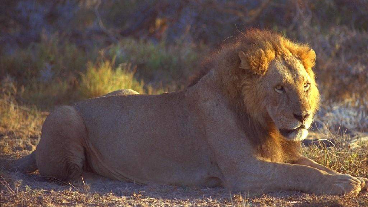 Лев на отдыхе