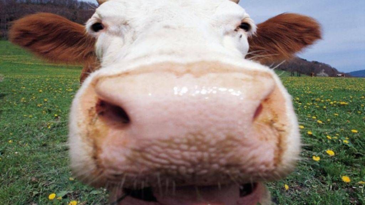 Рогатая корова