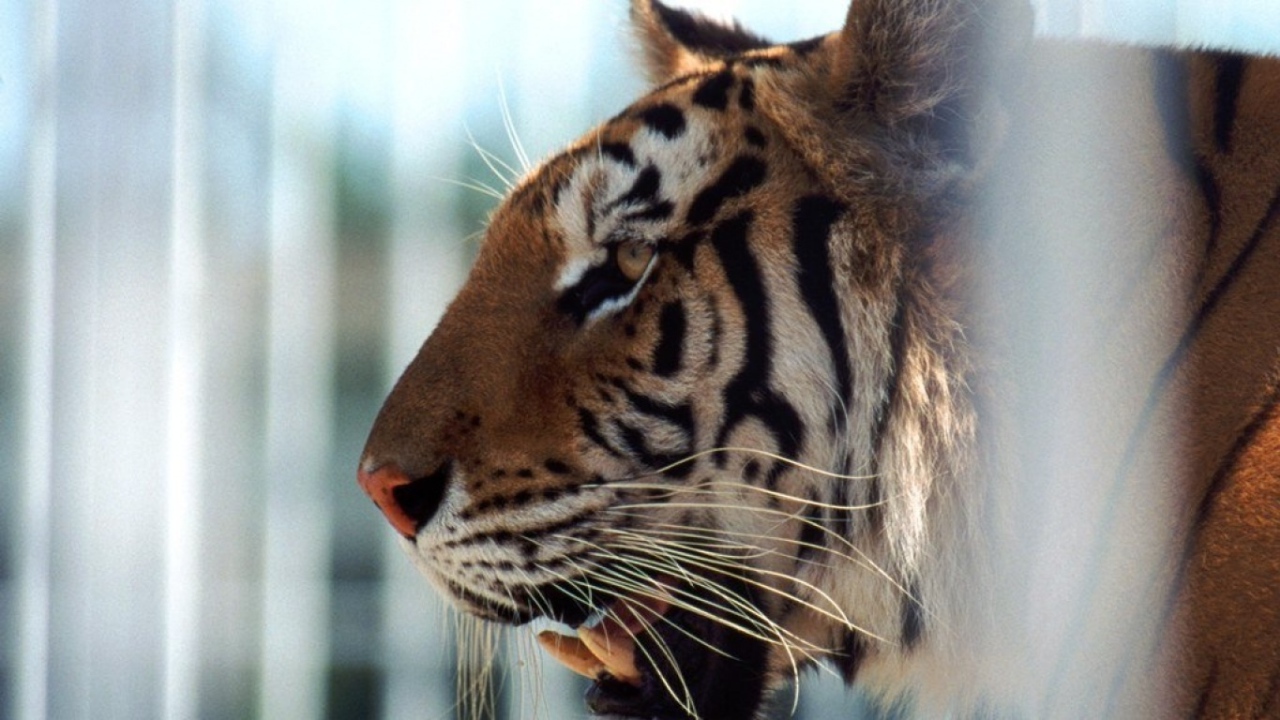 Тигр в клетке