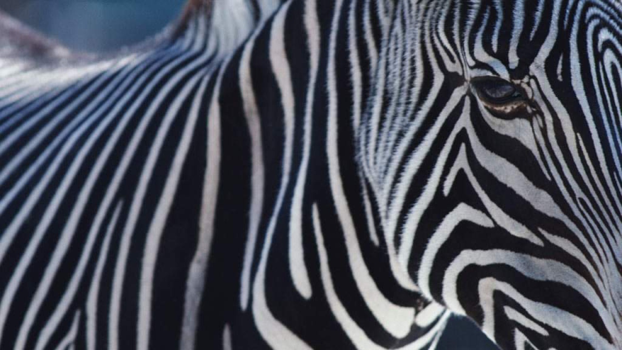 Африканская зебра