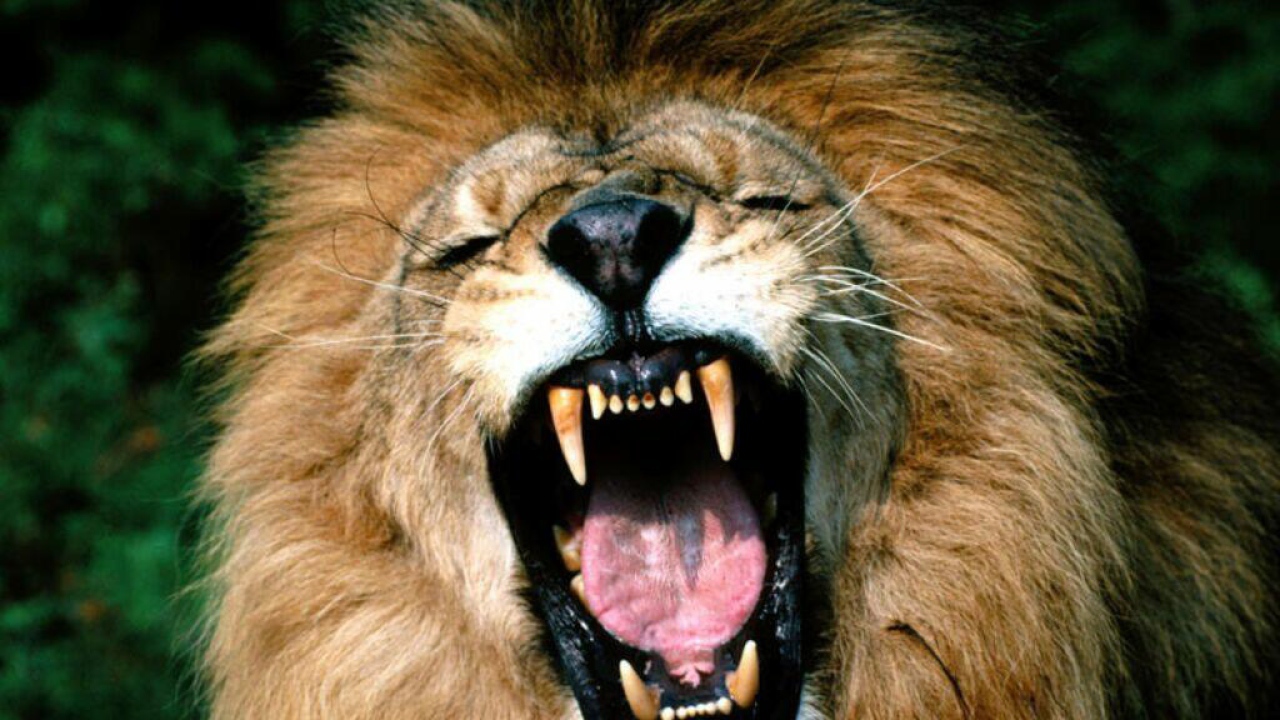 Стращный хищник лев