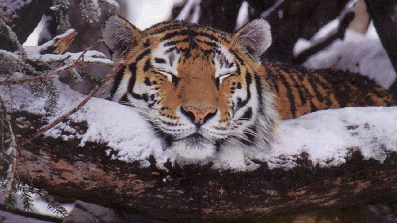 Тигр на снегу