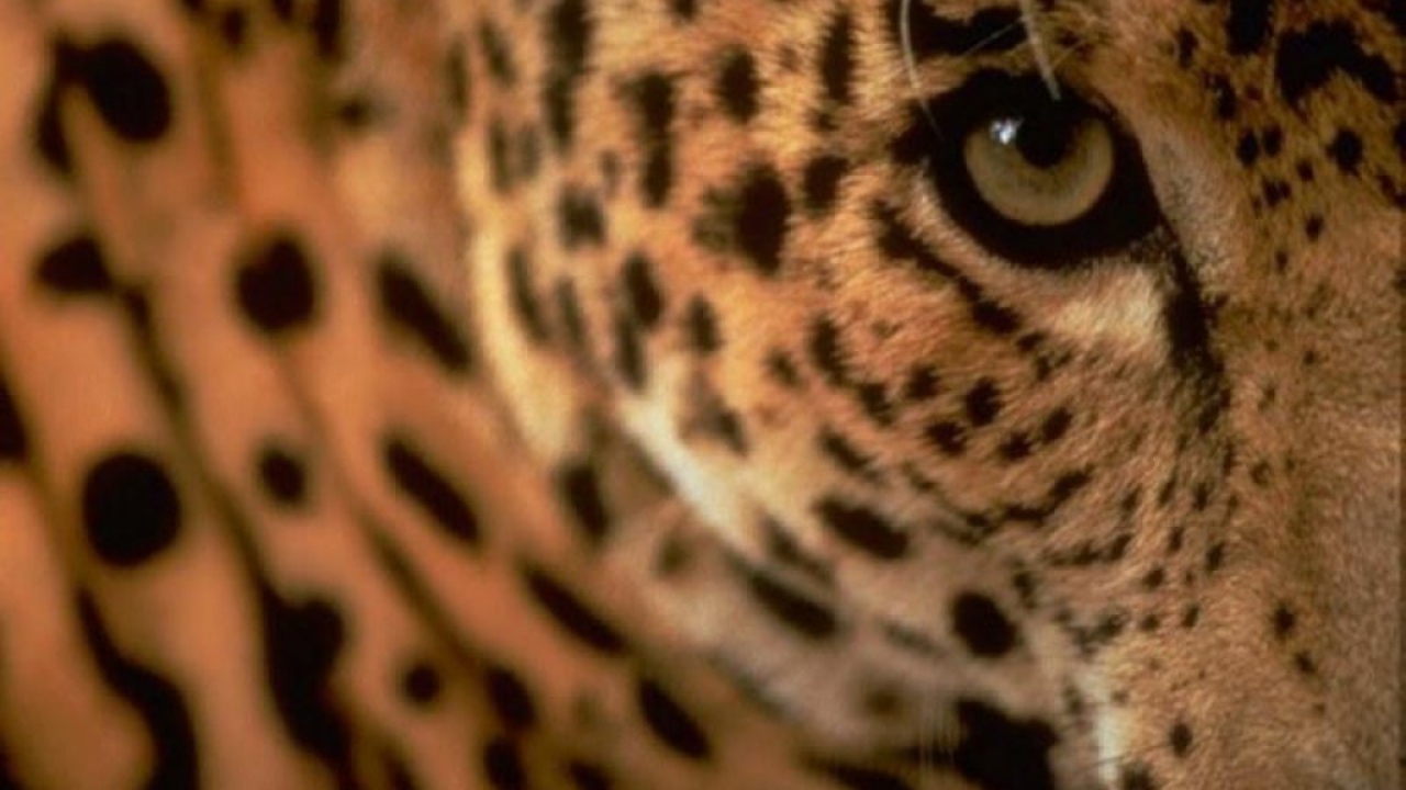 Глаза гепарда