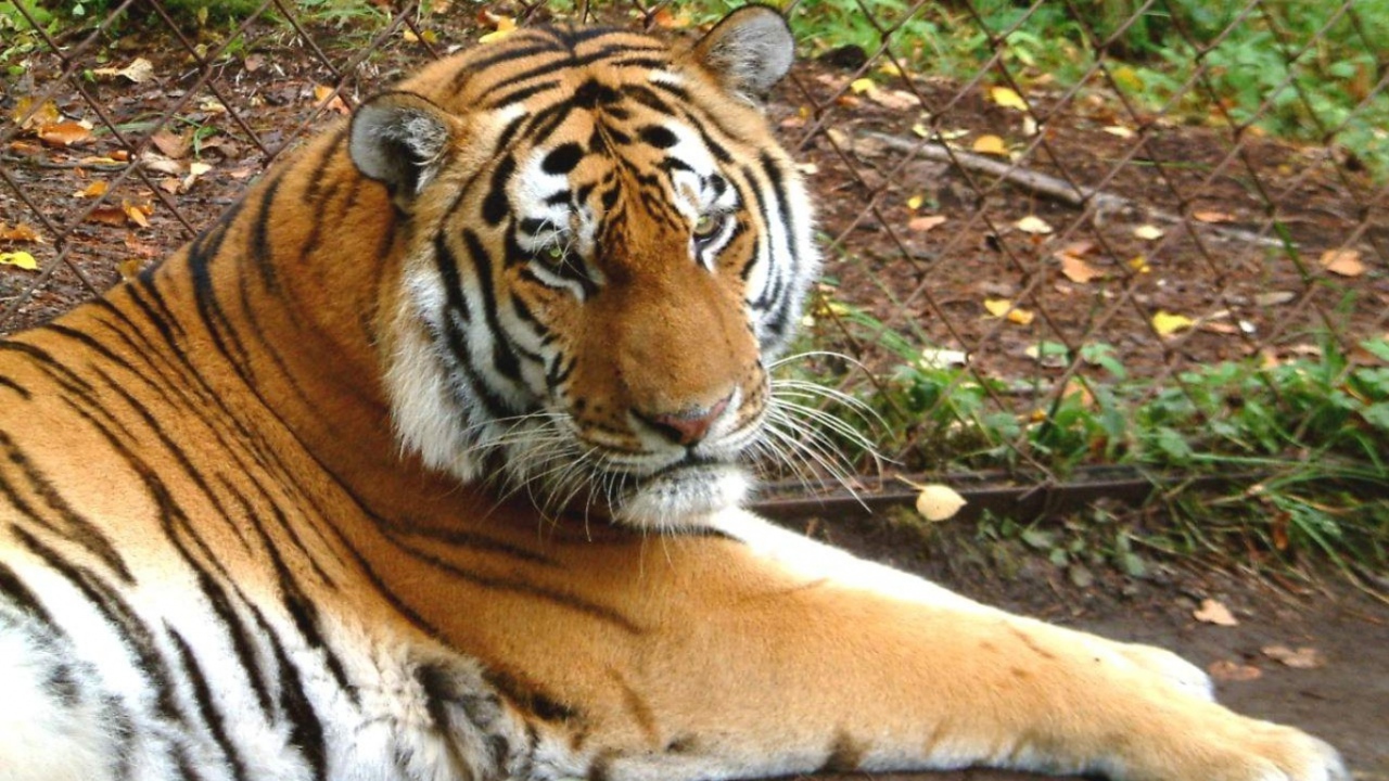 Тигр в зоопарке