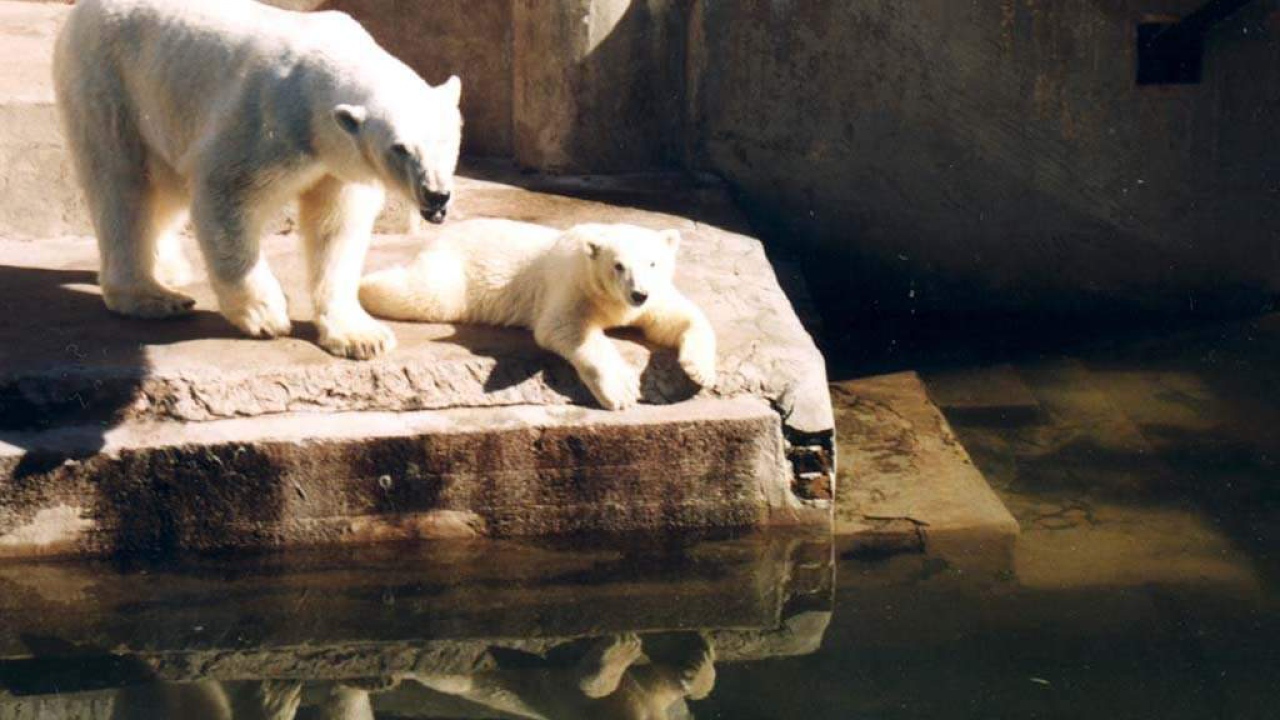 Белые медведи вневоли
