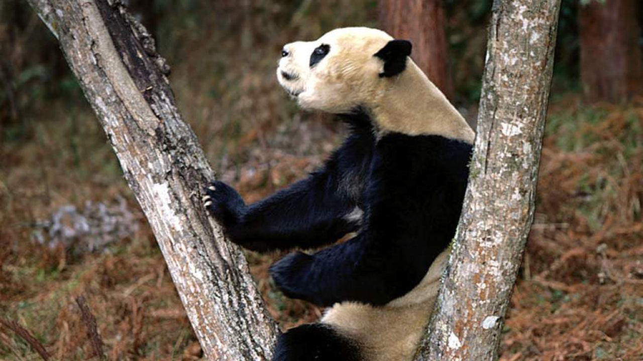 Панда на стволе дерева