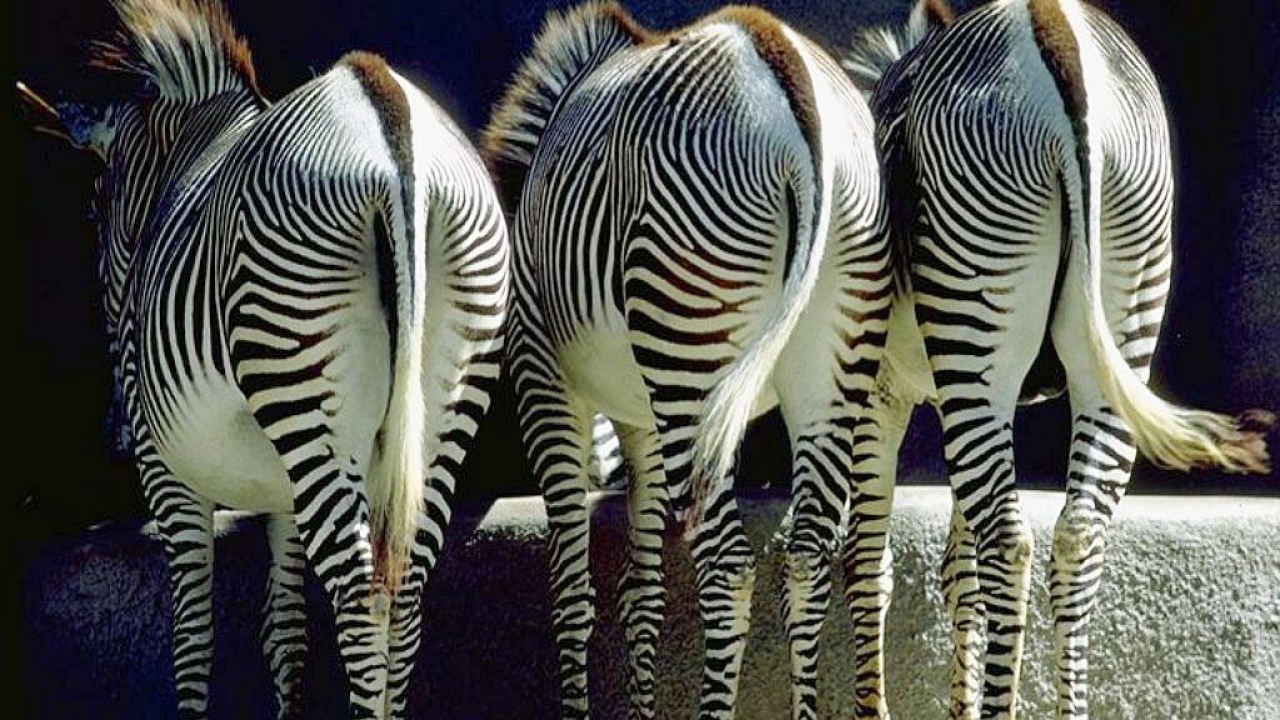 Зебры задом