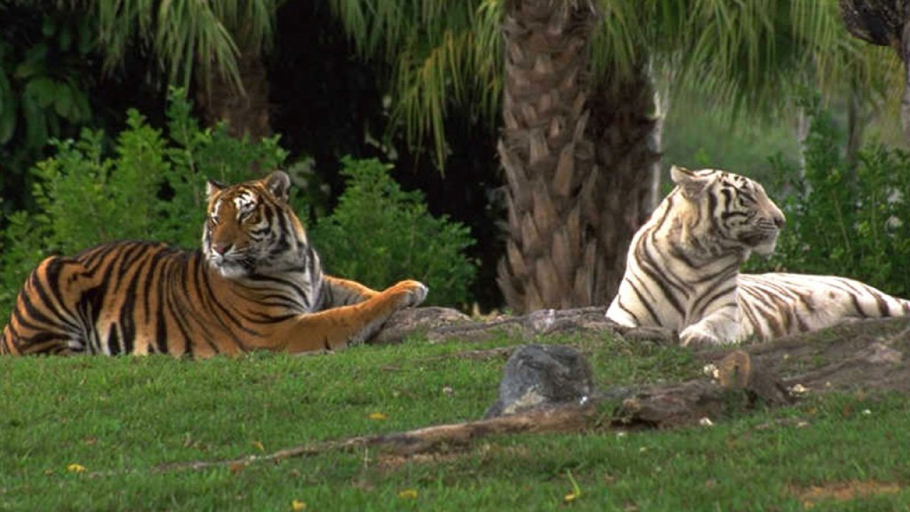 Тигры на траве