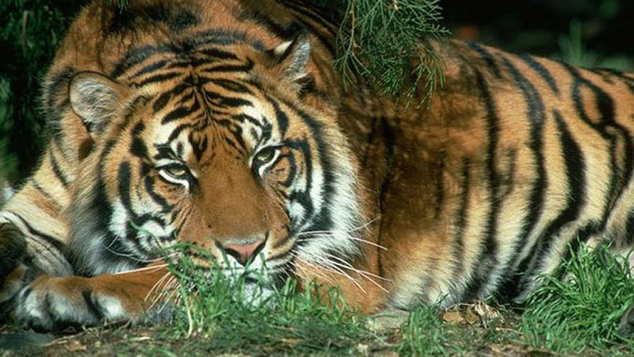 Спящий тигр