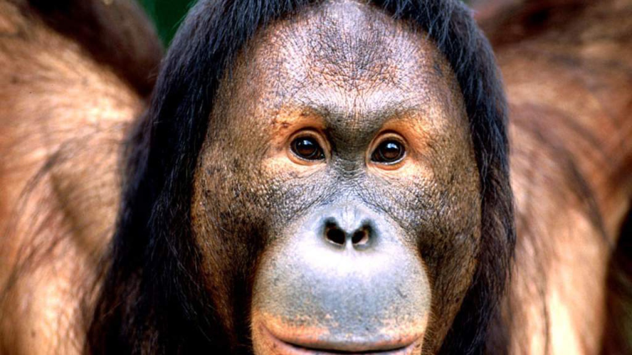 Смешная обезьяна